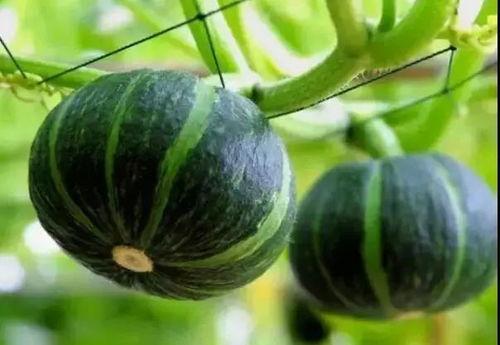 蓝瓜怎么吃