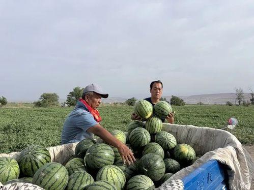 广信区吃瓜,瓜果飘香，品味生活新篇章