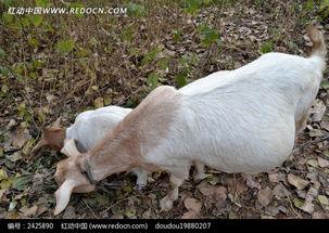 山羊吃瓜叶吗,探究它们是否吃瓜叶