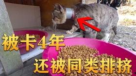 宣传吃瓜的视频,一场视觉盛宴的狂欢