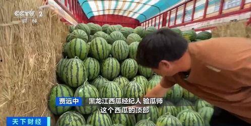 吃瓜烘料站,带你走进美味背后的故事