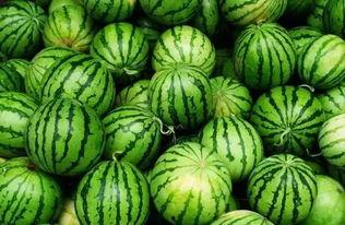 吃瓜的秘密,一场味蕾与文化的盛宴