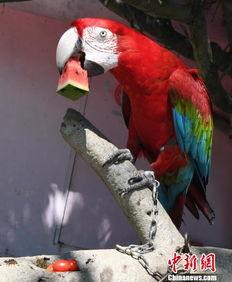 鸟吃瓜视频,揭秘自然界的趣味瞬间