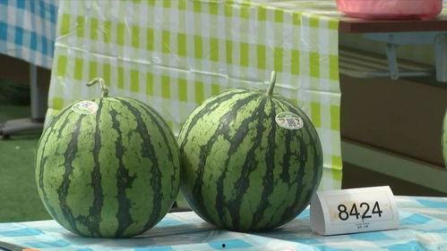 嘉兴密接者吃瓜,揭秘背后的真相与反思