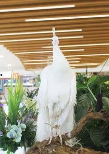 羊驼吃瓜头像,萌态十足，带你领略动物界的趣味瞬间