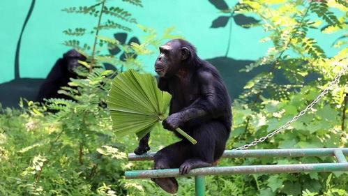 吃瓜群众比吃瓜速度,揭秘瓜界新现象