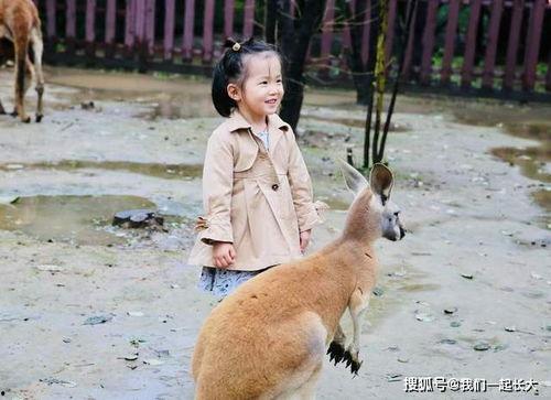 吃瓜野狗,揭秘娱乐圈背后的真实故事