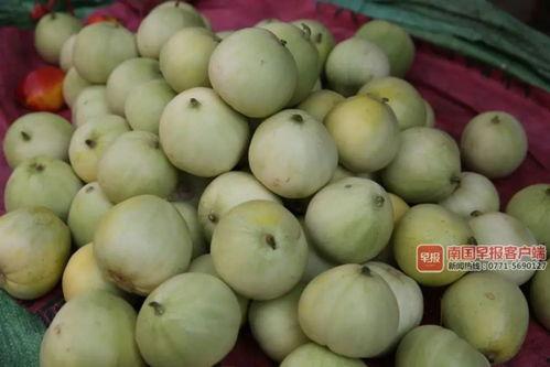 南宁公园吃瓜,悠闲时光里的甜蜜享受