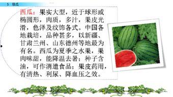 184页ppt吃瓜,一场视觉与知识的盛宴